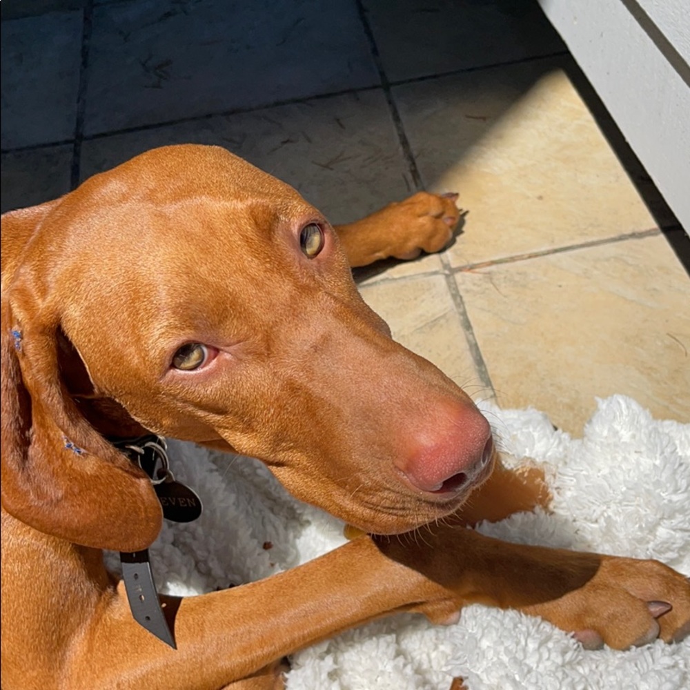 Meet your Posher, Deja